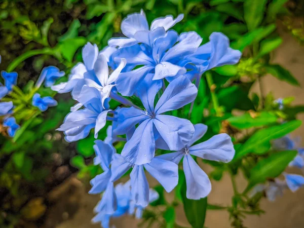 Eine Nahaufnahme Von Lila Blumen — Stockfoto