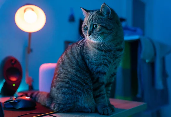 Een Bruine Tabby Kat Zittend Een Bureau Met Een Lamp — Stockfoto