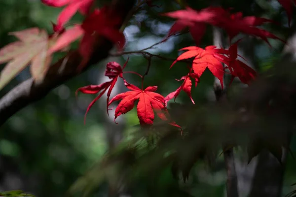 日本雄性不育红叶的选择焦点 — 图库照片