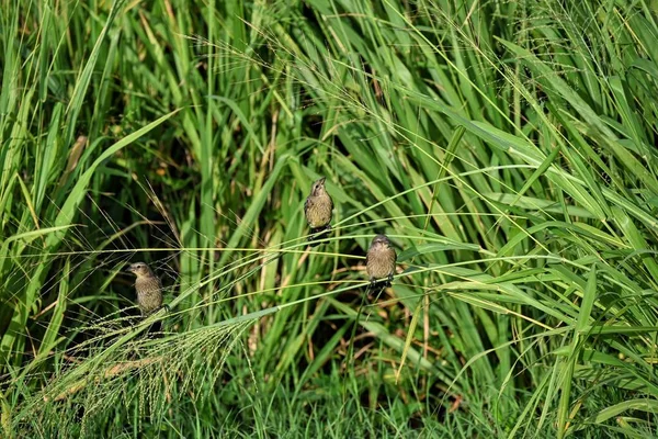 Closeup Shot Small Birds Scaly Breasted Munia Green Heavy Grass — Stock Photo, Image