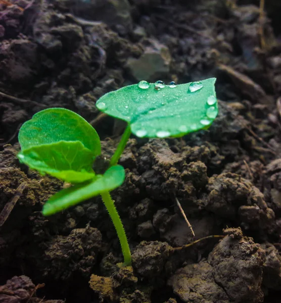 葉に水が落ち — ストック写真