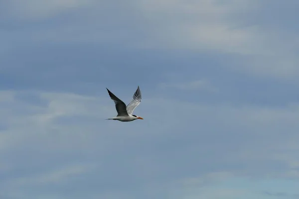 在明亮的阳光下 一只里海燕鸥在蓝云的天空中飞翔的低角镜头 — 图库照片