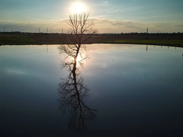 Tree Growing Lake Sunset Time July Calm Surface Peace Harmony — Stock Photo, Image