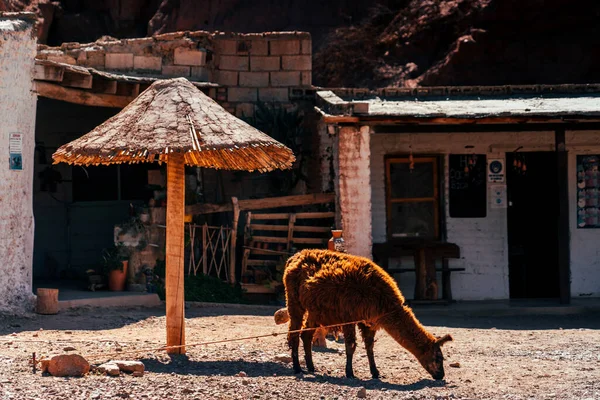 Kırsal Bir Evin Önündeki Şemsiyeye Bağlanmış Bir Lama — Stok fotoğraf