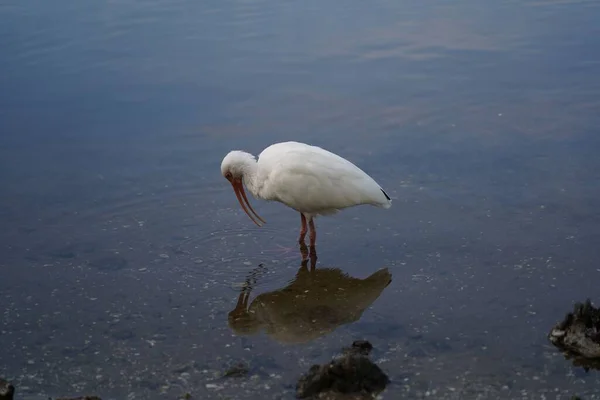 Selective Focus Shot White Ibis Bird Hunting Standing Water — Stock Photo, Image
