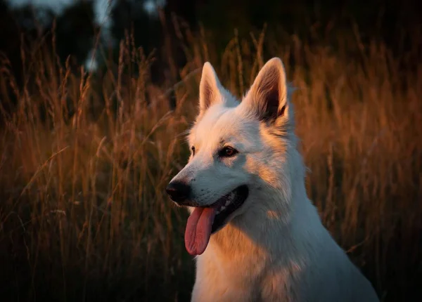 Nahaufnahme Eines Entzückenden Hundes Auf Dem Feld Bei Sonnenuntergang — Stockfoto