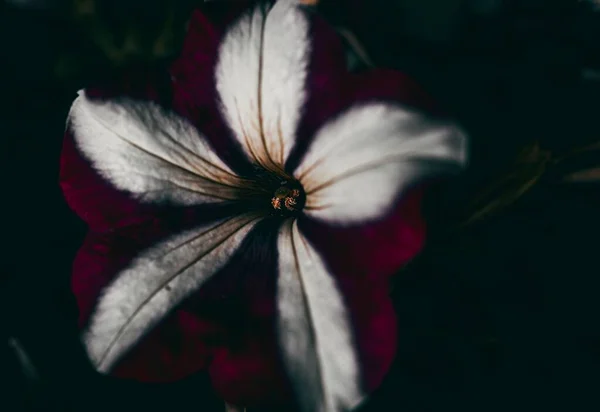 Макрознімок Квітки Петунії Білими Фіолетовими Пелюстками — стокове фото