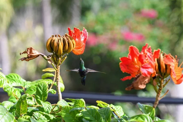 Zbliżenie Zdjęcie Kolibra Pijącego Nektar Czerwonego Kwiatu Zewnątrz — Zdjęcie stockowe