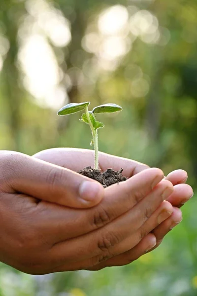 緑の植物の苗と土のヒープを保持する人間の手の閉鎖 — ストック写真