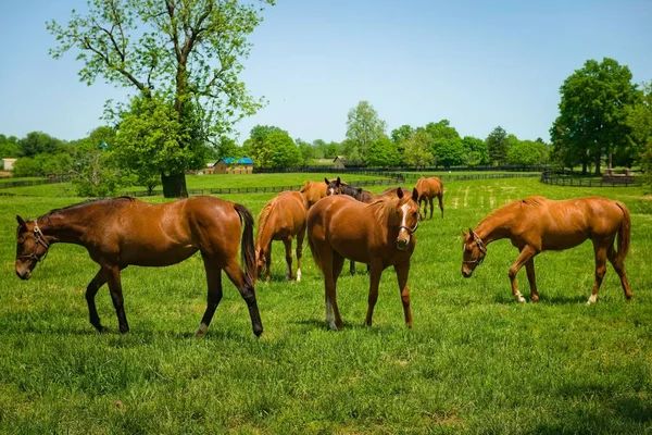 Die Vollblutpferde Weiden Auf Der Grünen Weide Der Ranch Mit — Stockfoto