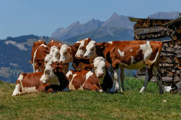 Group Montbeliarde Cows Huddled Together Majestic French Alps — Stock Photo, Image