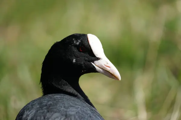 Närbild Bild Den Svarta Coot Fågeln — Stockfoto