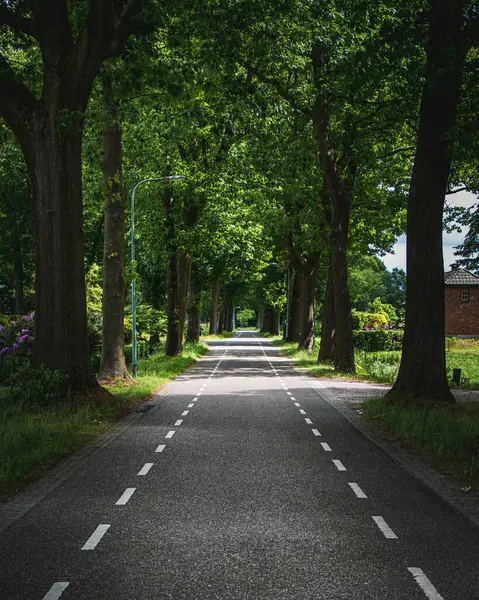 Vertical Shot Empty Road Nature — Stock Photo, Image