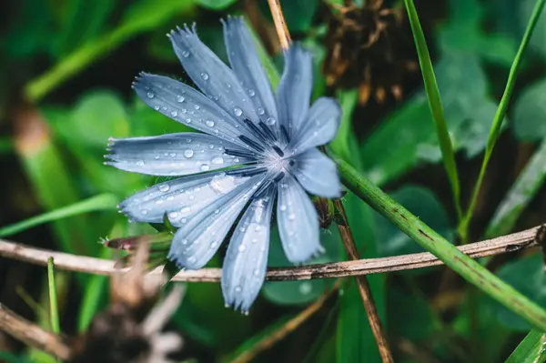 Крупним Планом Красива Блакитна Цикоріальна Квітка Вкрита Пролісками Роси — стокове фото