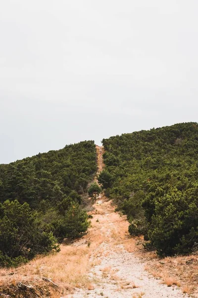Uma Vista Vertical Caminho Terra Meio Uma Floresta Pinheiros Verdes — Fotografia de Stock