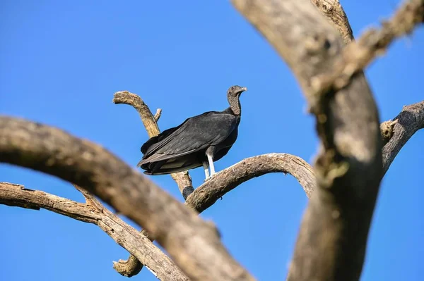 Closeup Shot Black Vulture Perched Tree Branch Blue Sky — Stock Photo, Image