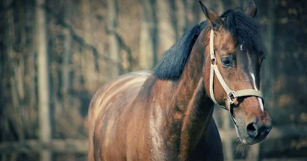 Detailní Portrét Krásného Koně — Stock fotografie