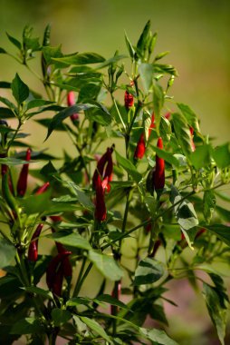 Kırmızı biber yetiştirirken çekilmiş yakın plan fotoğrafı.