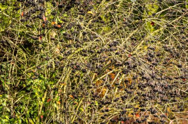 Ağaçta sallanan böğürtlen