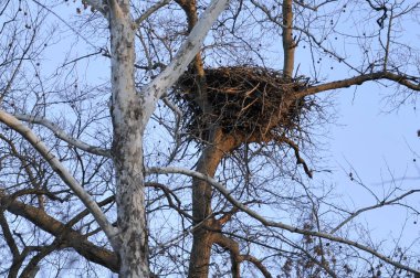 Missouri 'de kış mevsiminde mavi gökyüzüne karşı kel kartalların yuvalarının alçak açılı görüntüsü.