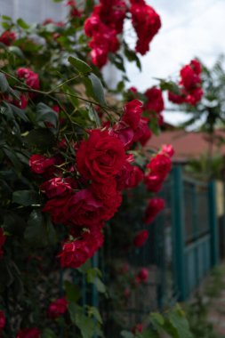 Arka planı bulanık kırmızı bir gül çalısının dikey görüntüsü.