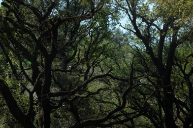 Bahçede mavi gökyüzünün altında birden fazla dalı olan güzel bir meşe ağacı.