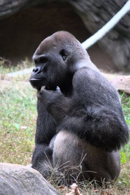 Çimlerin üzerinde oturan bir gorilin dikey görüntüsü.