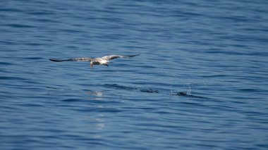 Mavi, berrak okyanus suyunda avını arayan açık kanatlı bir Hazar deniz feneri.