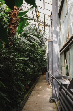 Romanya 'nın Iasi kentindeki Botanik Bahçesi' nin iç kısmının dikey çekimi.