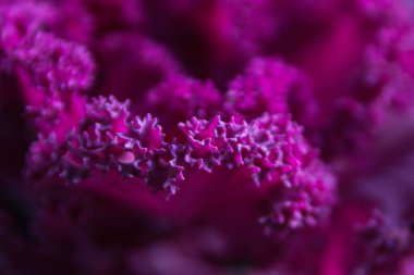 Pembe lahana güpegündüz makro pozu.