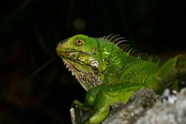 Güzel bir yeşil iguana resmi.