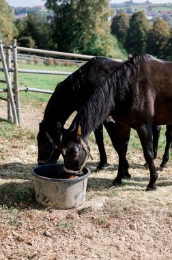 Koyu kahverengi atların saksılardan su içtiği dikey bir çekim.