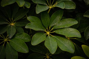 Schefflera Arboricola 'ya yakın çekim. Romanya 'nın Iasi kentinin Botanik Bahçesi.