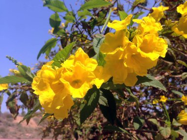 Sarı Tecoma, doğa bahçesinde çiçek açıyor. Güneş ışığında sarı trompet çiçeği.