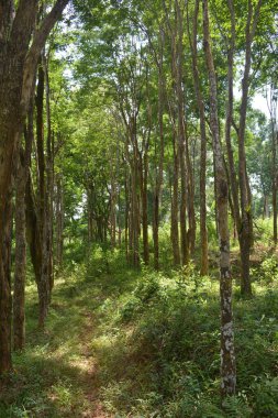 Lastik ağaçlı bir ormanın dikey görüntüsü.