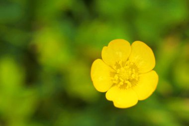 Baharda bahçede yetişen sarı bir çayır çiçeğinin yakın çekimi.