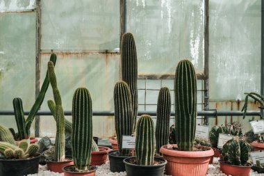 Pencerelere kaktüslü kaktüslerin yakın çekimi. Romanya 'nın Iasi kentinin Botanik Bahçesi.