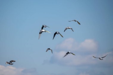 Mavi gökyüzünün arka planında izole edilmiş gri ve beyaz güvercin sürüsünün düşük açılı görüntüsü.