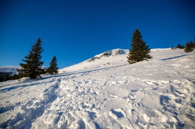 Güzel bir çam ağacı ve karlı bir dağ yamacı.