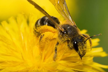 Sarı karahindiba üzerinde bir bal arısının yakın çekimi.