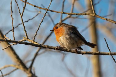 Bulanık bir geçmişi olan, ağaç dalı üzerinde sevimli bir Avrupa bülbülü.