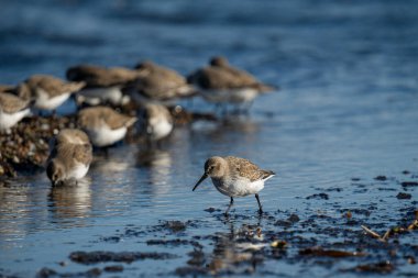 Kayalık sahilde yiyecek arayan bir kürek sürüsü.
