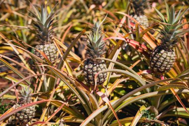 Çiftliğin zemininde yetişen olgun ananasların yakın çekimi.