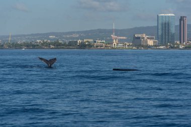 Honolulu, Hawaii 'de bulutlu bir gökyüzüne karşı deniz kıyısında büyüleyici bir şehir manzarası
