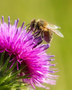 Pembe süt devedikeni yaprakları üzerinde yeşil bulanık arka planda bir yaban arısının dikey yakın çekimi