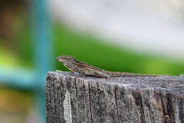 Gri bir kayanın üzerinde gündüz vakti bulanık bir arkaplanda duran kahverengi bir kertenkelenin yüzeysel odak noktası.