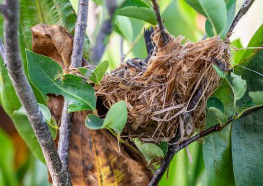 Yeşil yapraklı dallarda yuvadaki tarla kuşunun yakın görüntüsü.