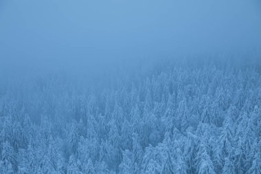 İsviçre 'de üzerinde sis olan karlı bir ormanın havadan görünüşü.