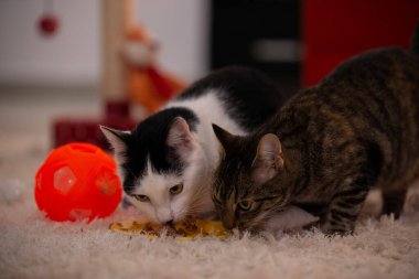 İki kedi içeride tahıl yiyor.