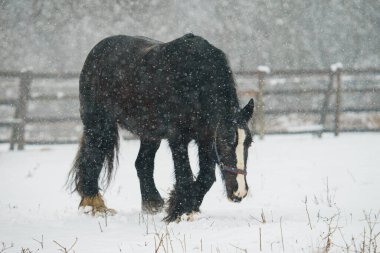 Kış boyunca çitin önünde siyah bir evcil at (Equus ferus caballus).